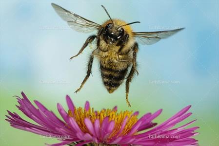 تصویر با کیفیت زنبور روی گل 